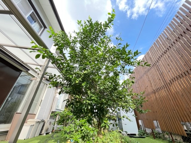 【庭】シンボルツリーとして檸檬の木が植わっています♪